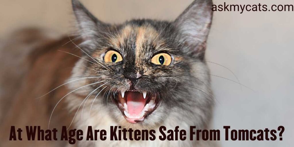 At What Age Are Kittens Safe From Tomcats?