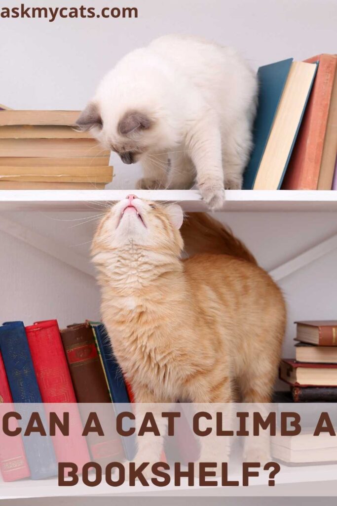 Can A Cat Climb A Bookshelf?