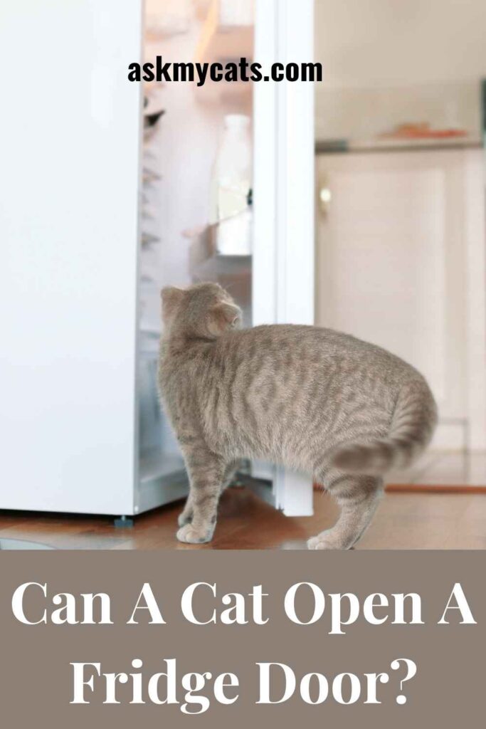 Can A Cat Open A Fridge Door?