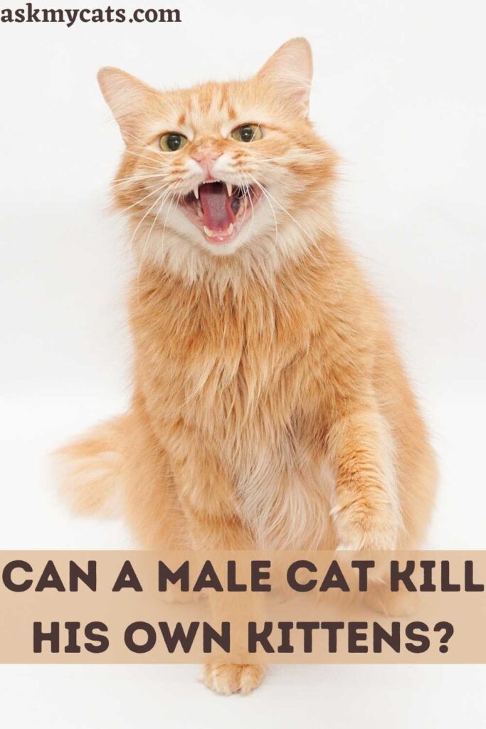 Can A Male Cat Kill His Own Kittens?
