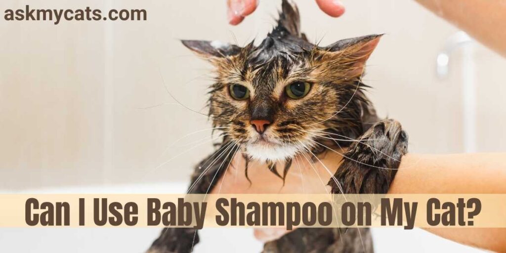 What Shampoo Can I Use On My Cat? 