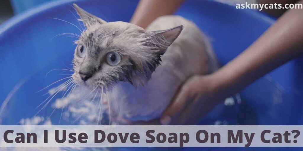 Can I Use Dove Soap On My Cat?
