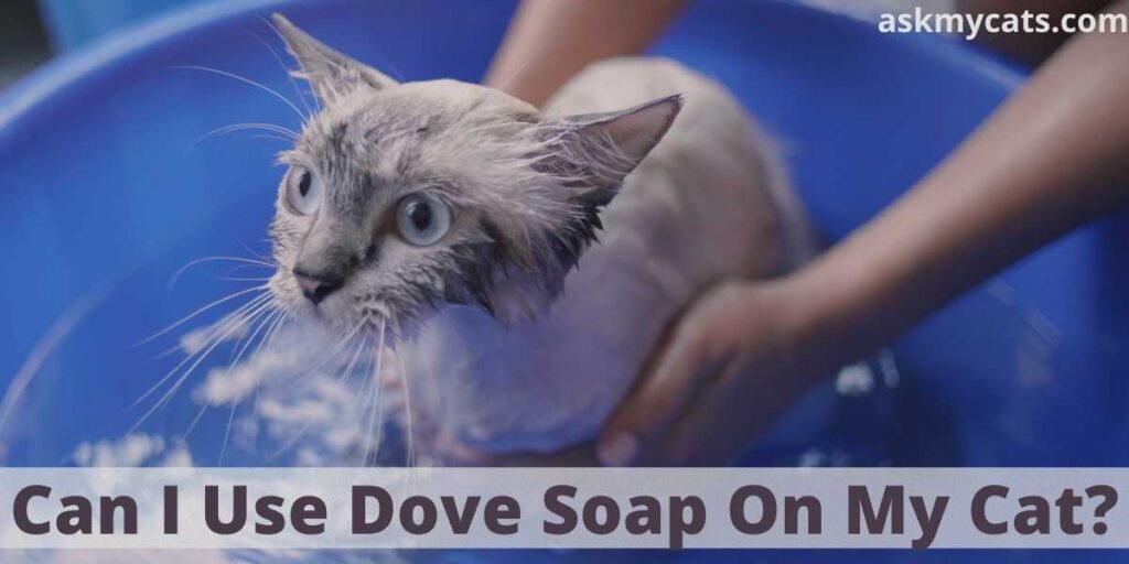 can i use dove bar soap to wash my dog