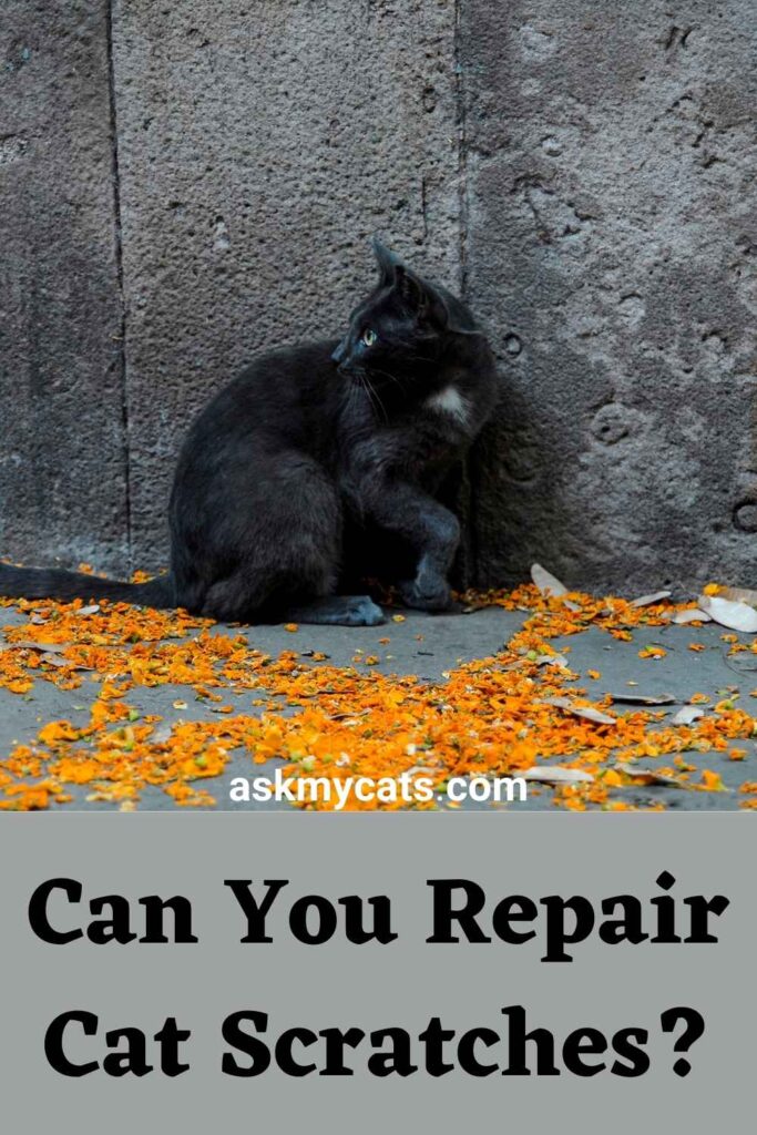 Can You Repair Cat Scratches?