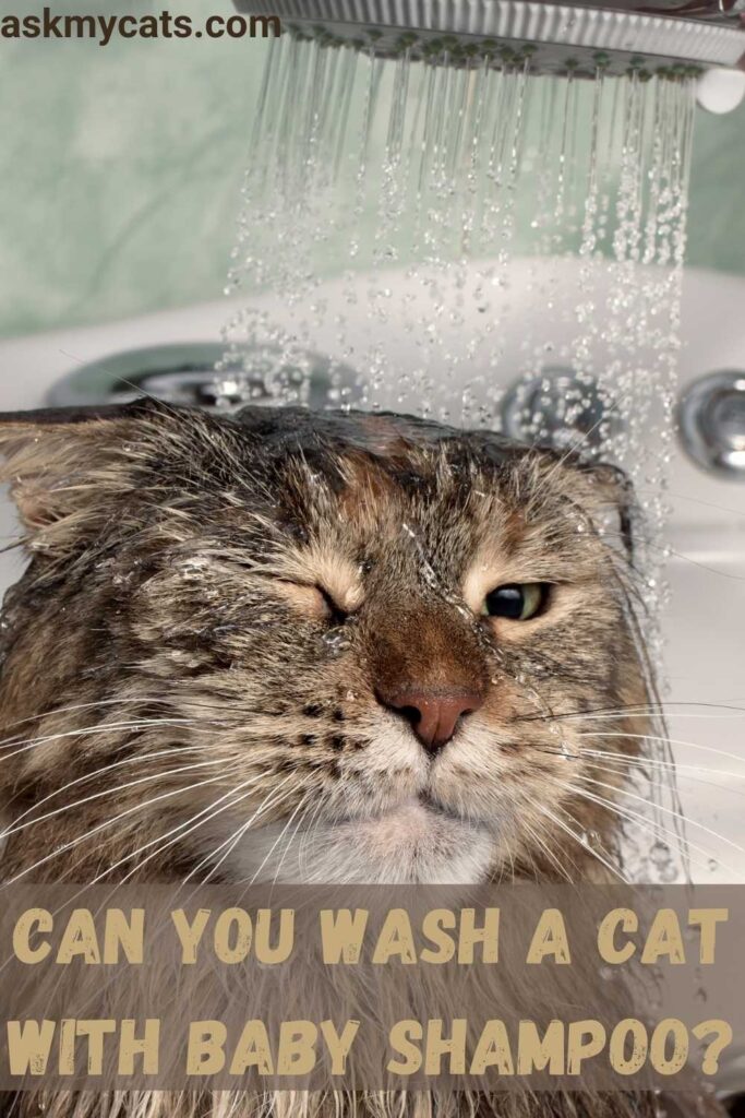 Can You Wash A Cat With Baby Shampoo?