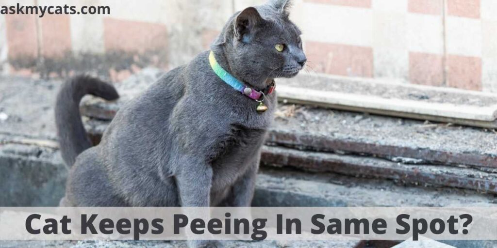 Cat pees in hotsell same spot on floor