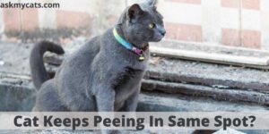 Does Your Cat Keeps Peeing In The Same Spot?