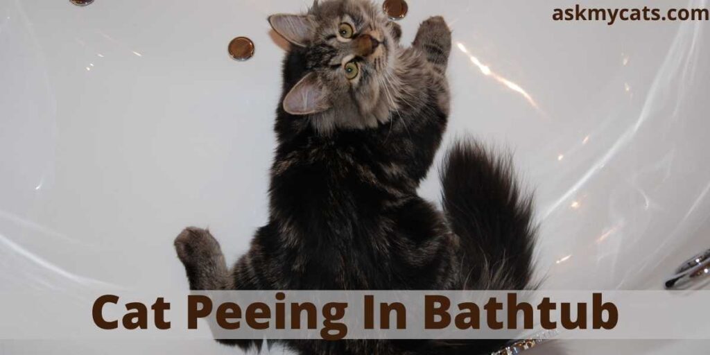 Cat Peeing In Bathtub