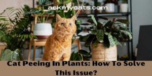 Cat Peeing In Plants: How To Solve This Issue?