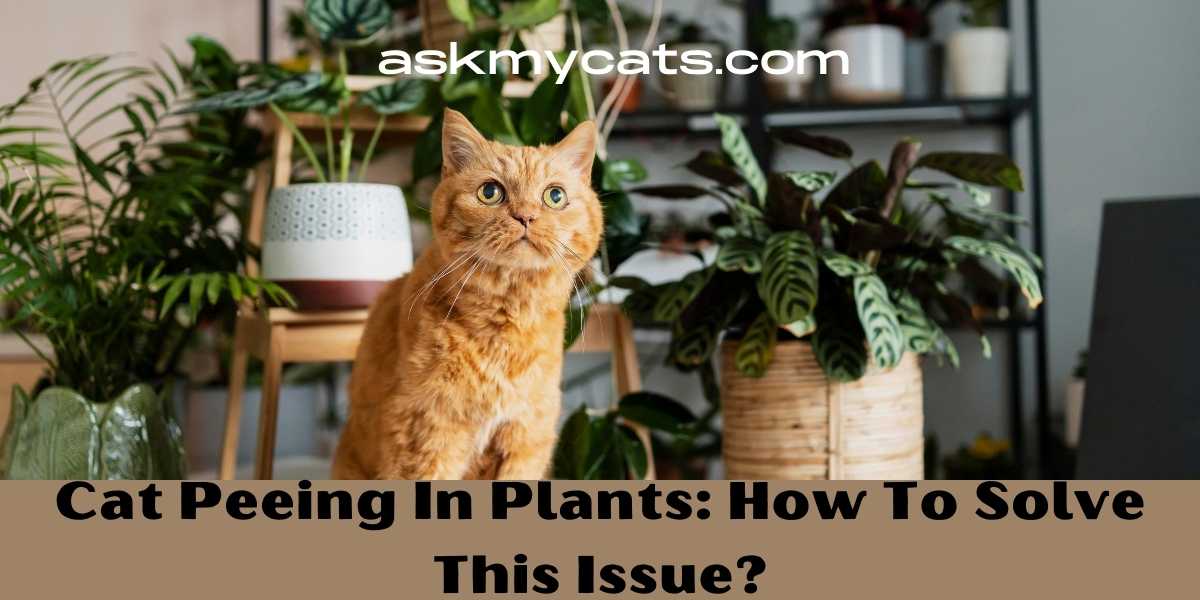 cat-peeing-in-plants-how-to-solve-this-issue