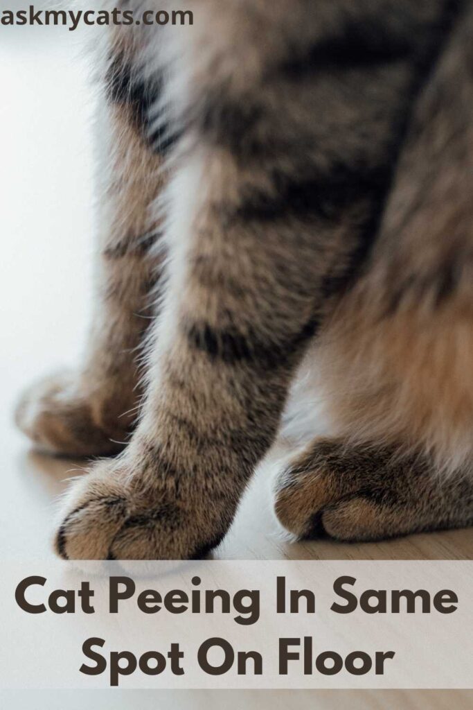 Does Your Cat Keeps Peeing In The Same Spot?