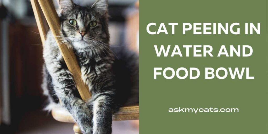 Cat Peeing in Water and Food Bowl