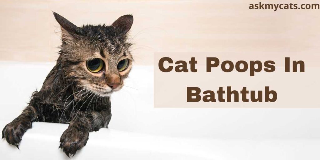 Cat Poops In Bathtub
