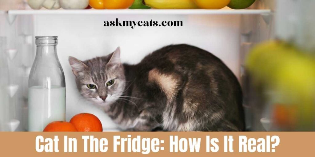 Cat In The Fridge: How Is It Real?