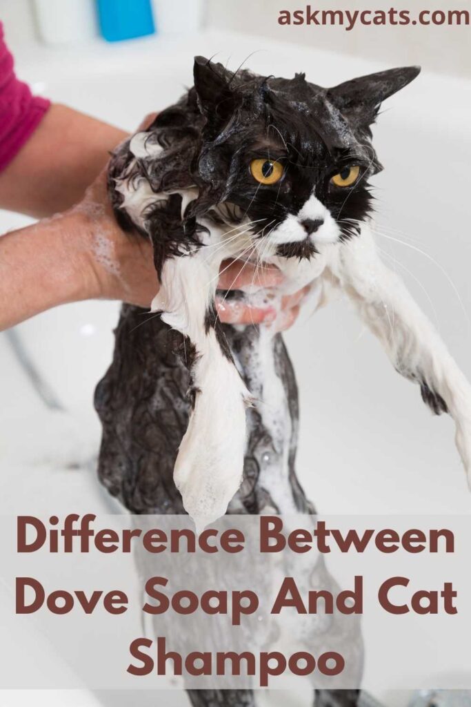 Difference Between Dove Soap And Cat Shampoo