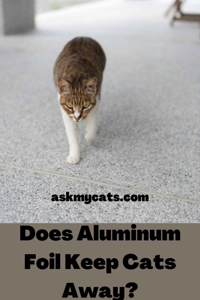 Does Aluminum Foil Keep Cats Away?