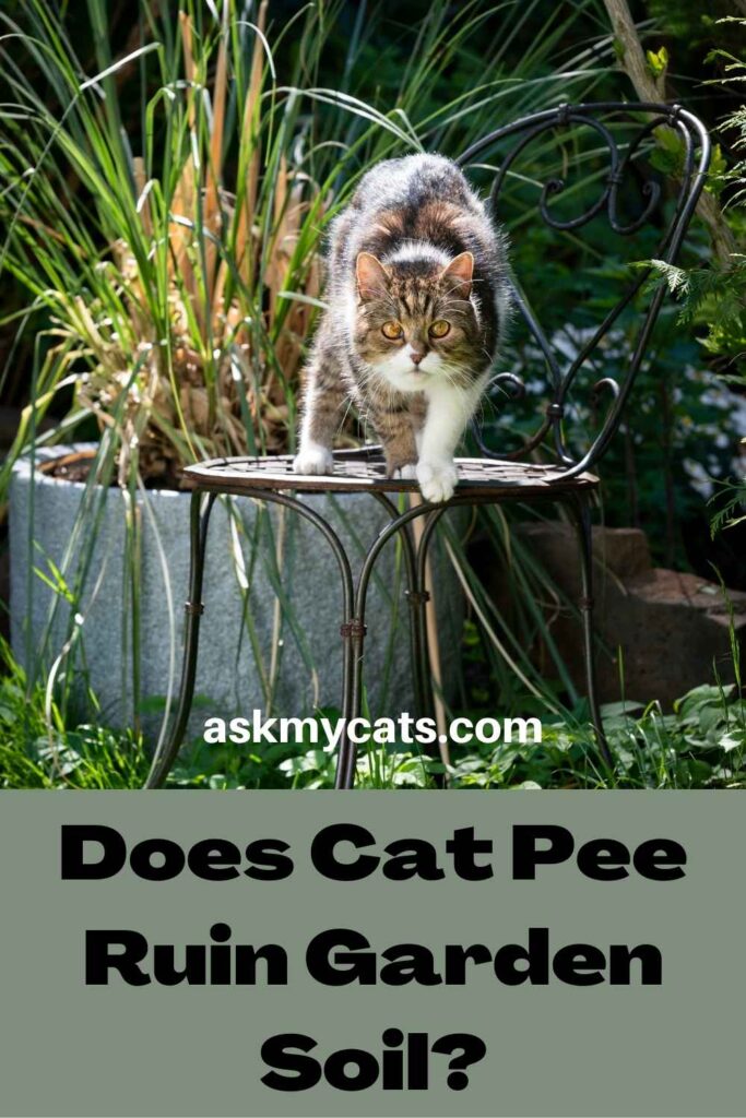 Does Cat Pee Ruin Garden Soil?