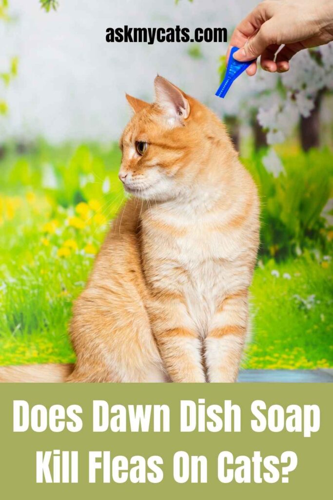 Does Dawn Dish Soap Kill Fleas On Cats?