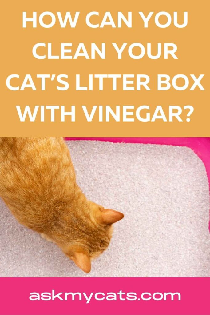 How Can You Clean Your Cat’s Litter Box With Vinegar