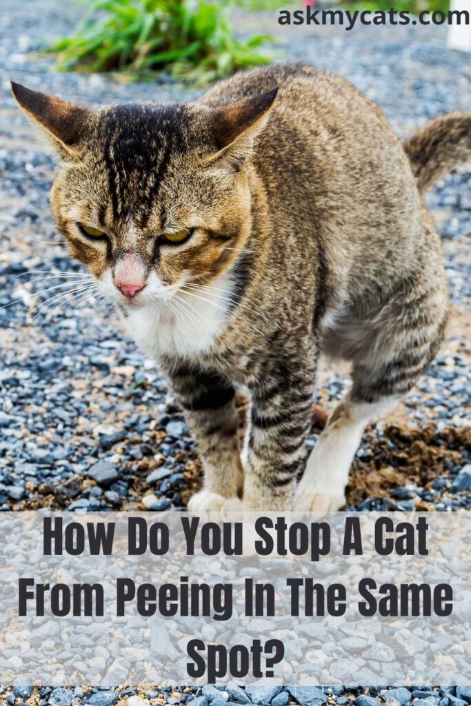 How Do You Stop A Cat From Peeing In The Same Spot?