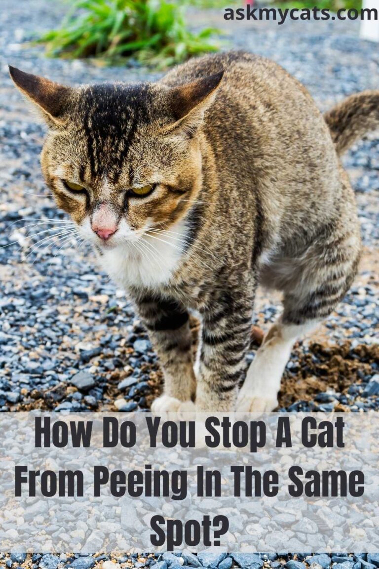 Does Your Cat Keeps Peeing In The Same Spot?