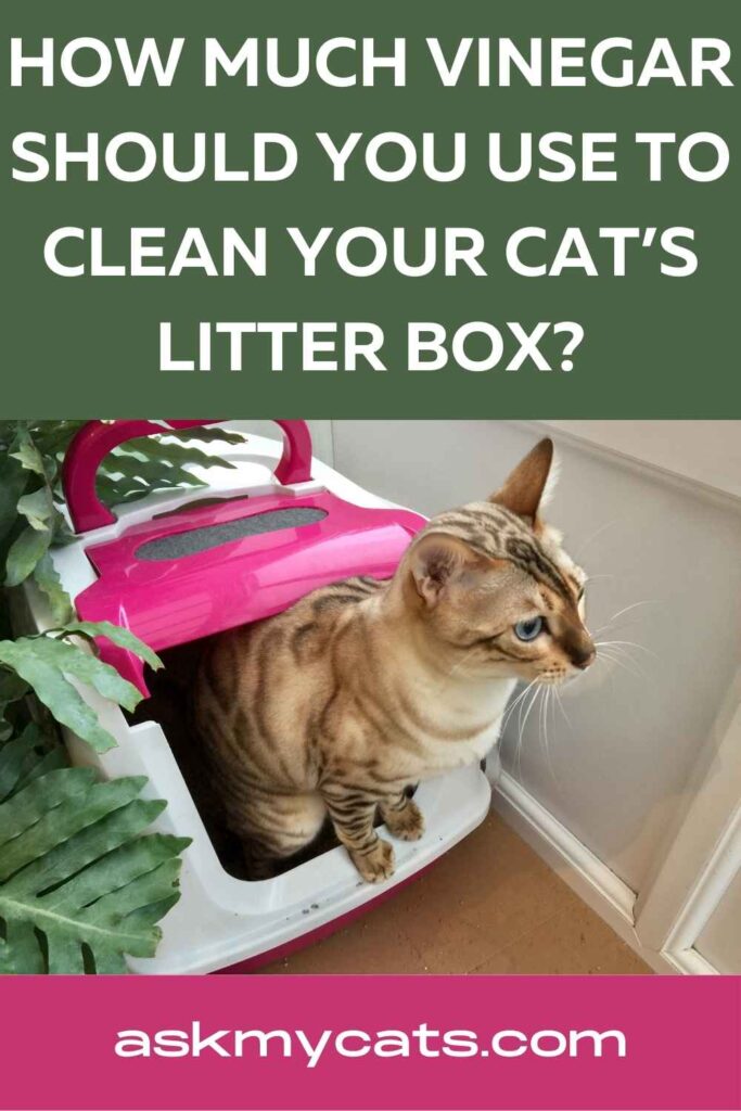How Much Vinegar Should You Use To Clean Your Cat’s Litter Box