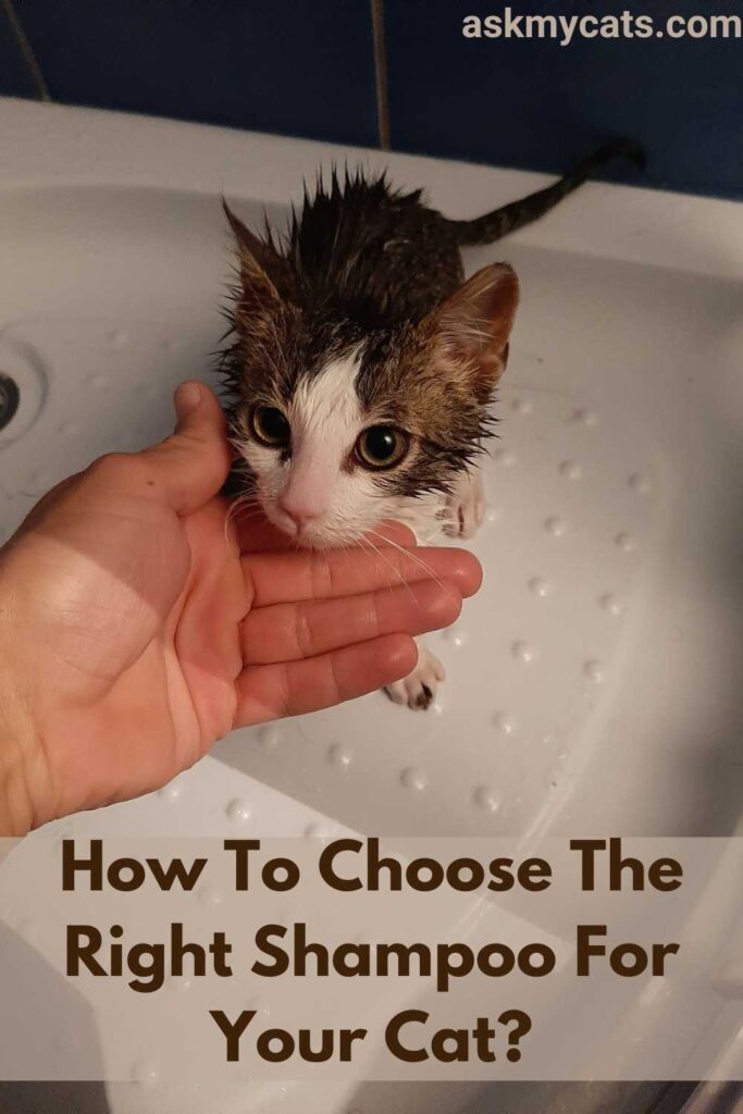 How To Choose The Right Shampoo For Your Cat?