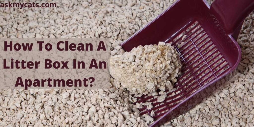 How To Clean A Litter Box In An Apartment?