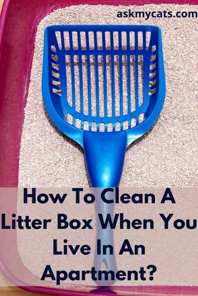 How To Clean A Litter Box When You Live In An Apartment?