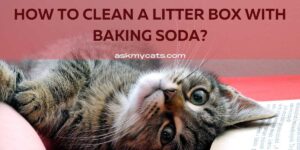 How To Clean A Litter Box With Baking Soda?