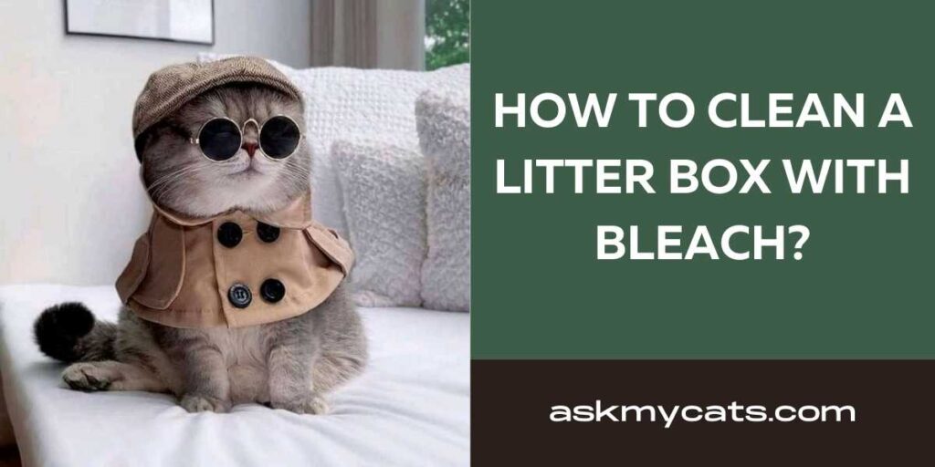 How To Clean A Litter Box With Bleach