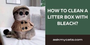 How To Clean A Litter Box With Bleach?