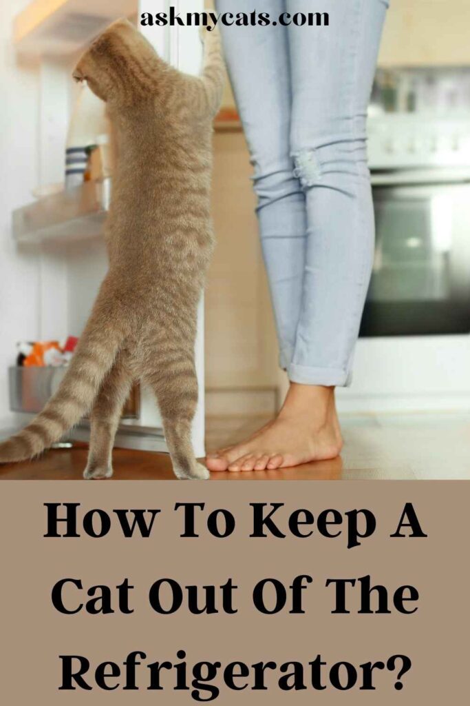How To Keep A Cat Out Of The Refrigerator?