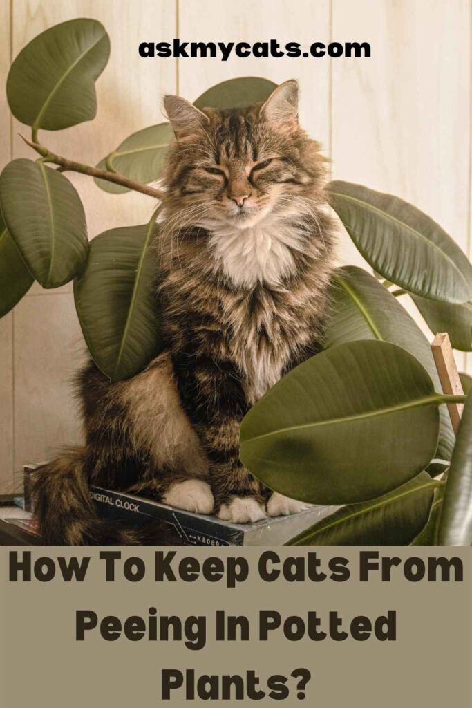 How To Keep Cats From Peeing In Potted Plants?