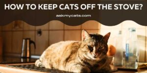 How To Keep Cats Off The Stove?