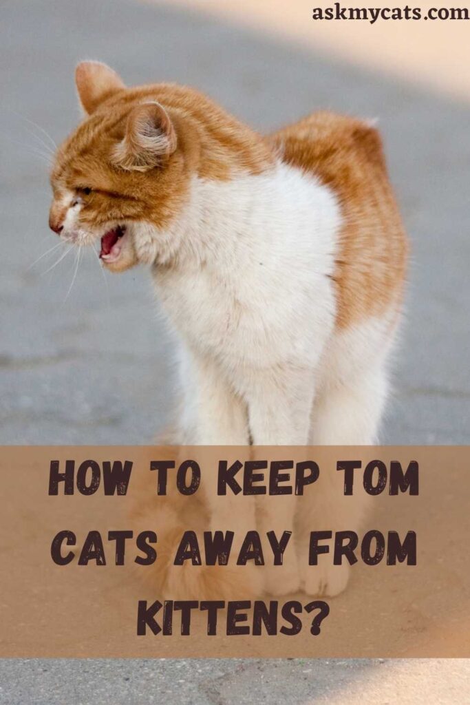 How To Keep Tom Cats Away From Kittens?