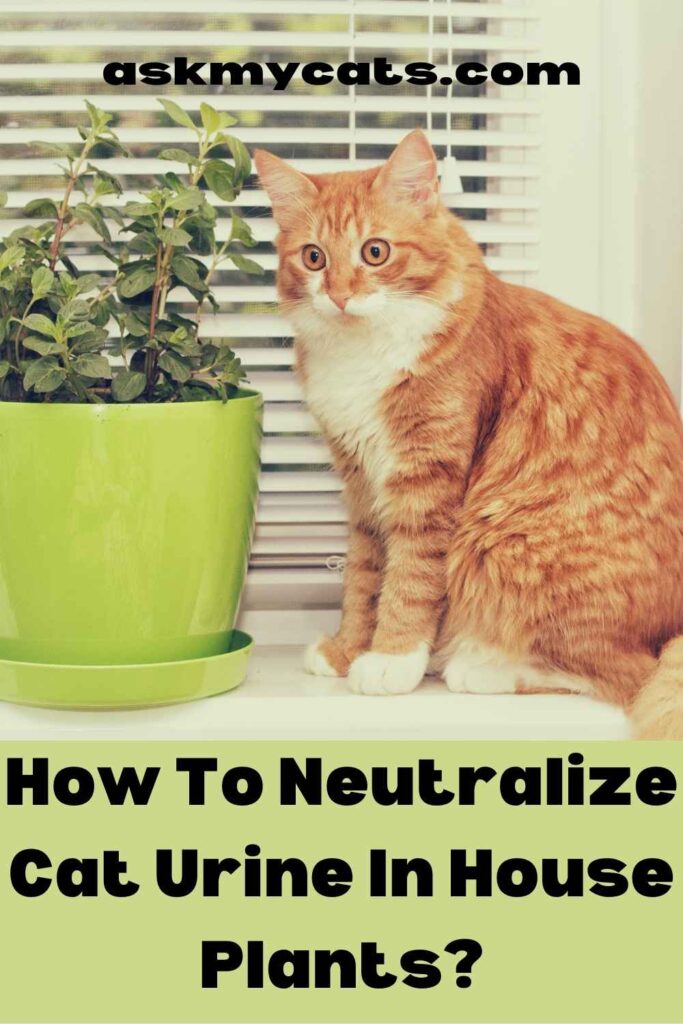 How To Neutralize Cat Urine In House Plants?