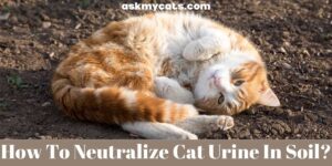 How To Neutralize Cat Urine In Soil?