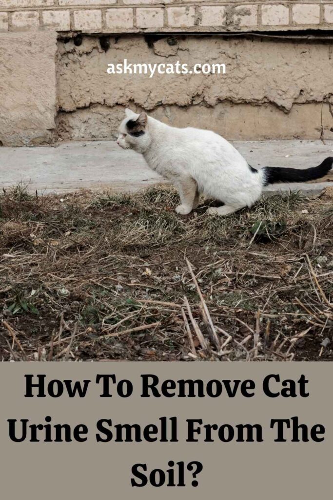 How To Remove Cat Urine Smell From The Soil?