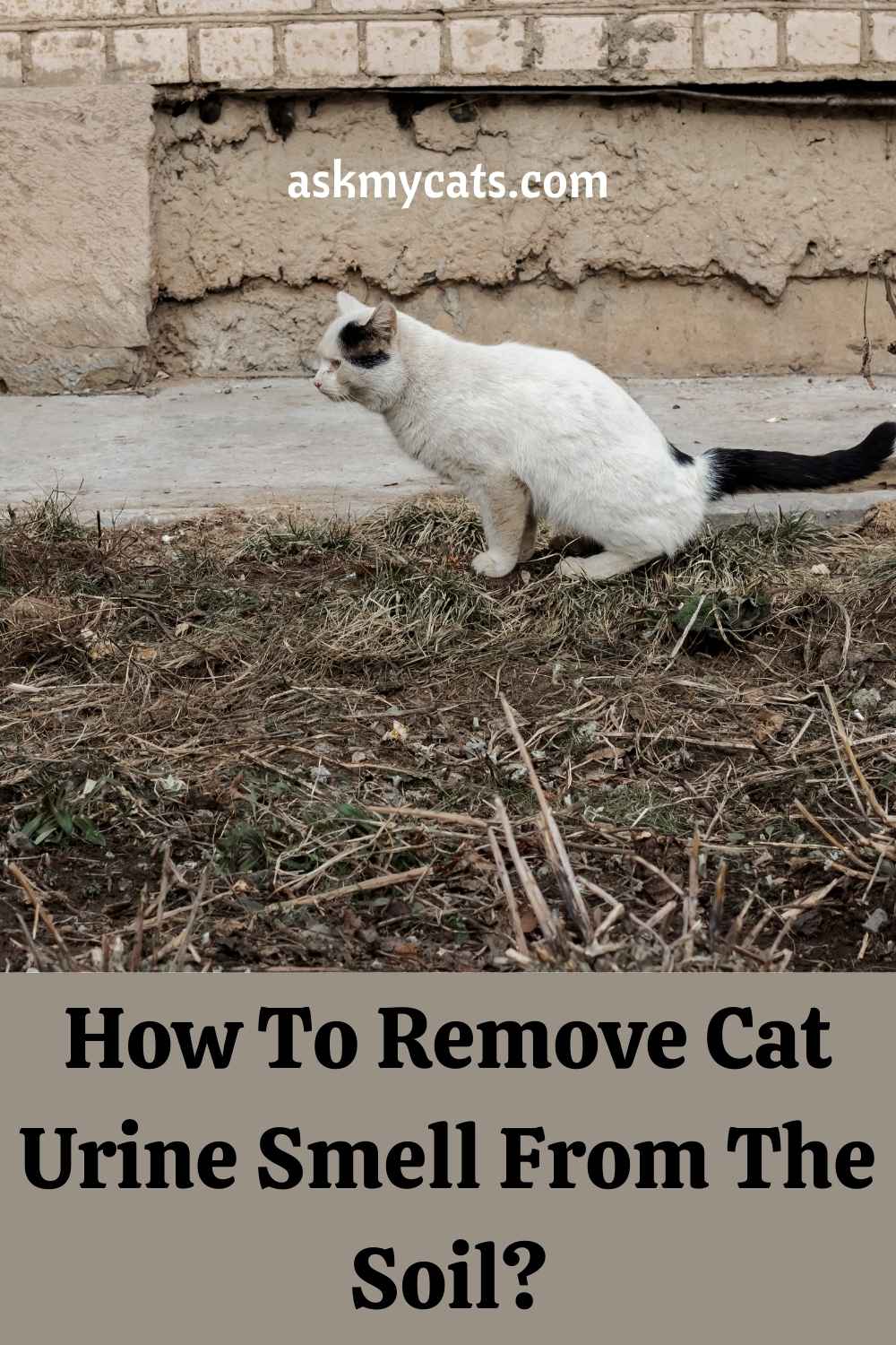 How To Neutralize Cat Urine In Soil?