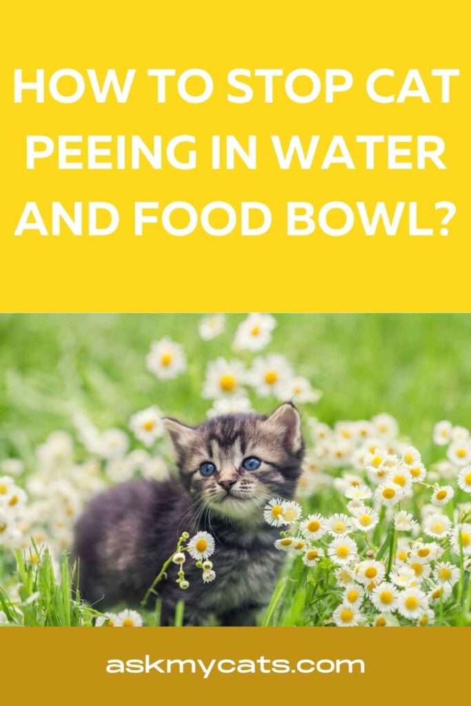 How To Stop Cat Peeing In Water And Food Bowl