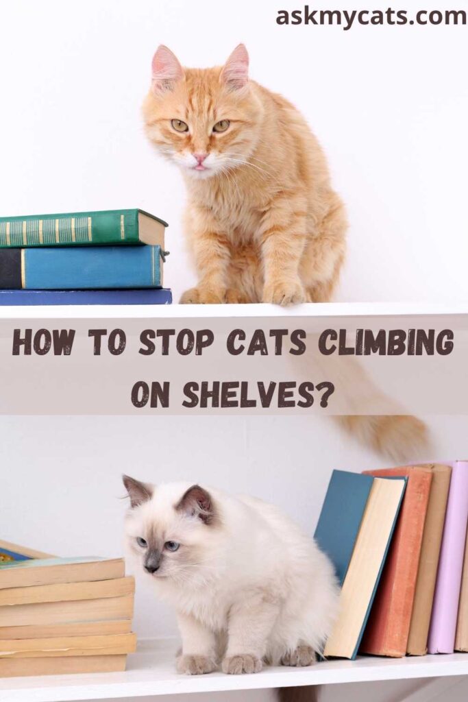 How To Stop Cats Climbing On Shelves?