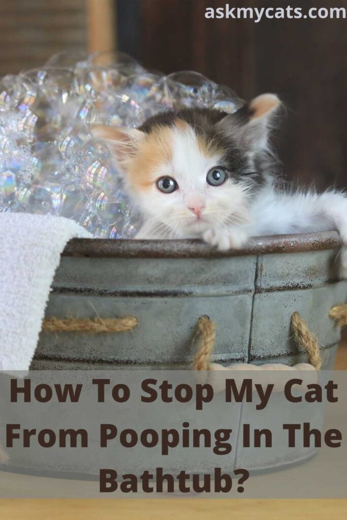 How To Stop My Cat From Pooping In The Bathtub?
