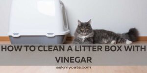 How To Clean A Litter Box With Vinegar?