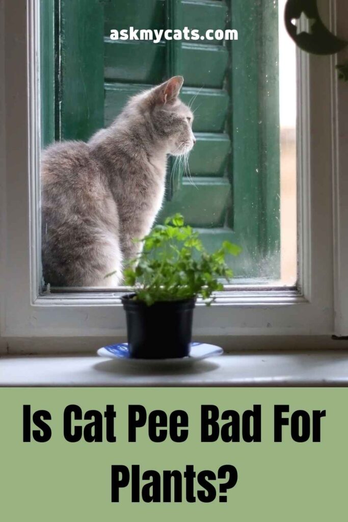 Is Cat Pee Bad For Plants?