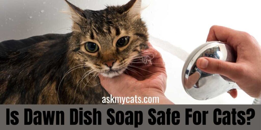 Can you give a cat a bath with dawn dish clearance soap