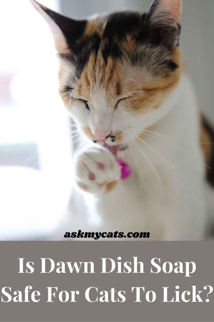 Bathing cats in outlet dawn dish soap