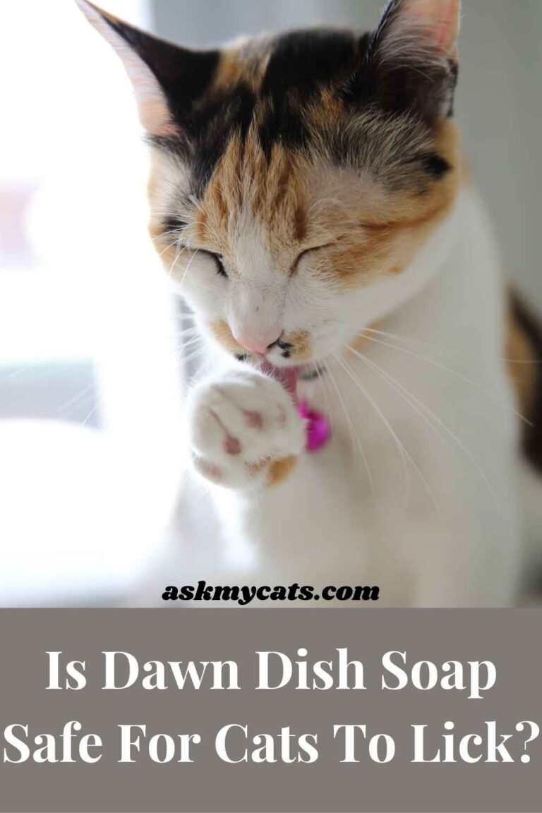 Is Dawn Dish Soap Safe For Cats?