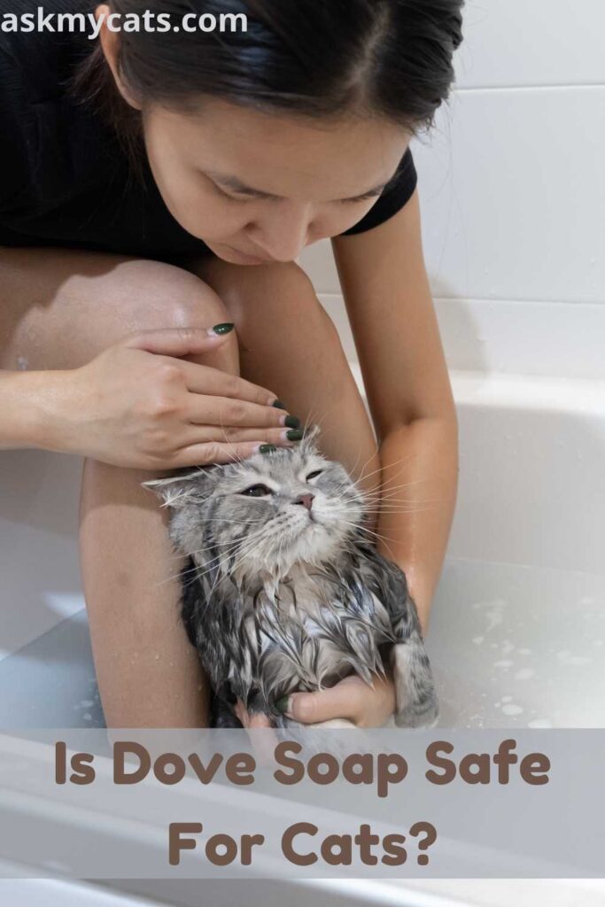 Is Dove Soap Safe For Cats?