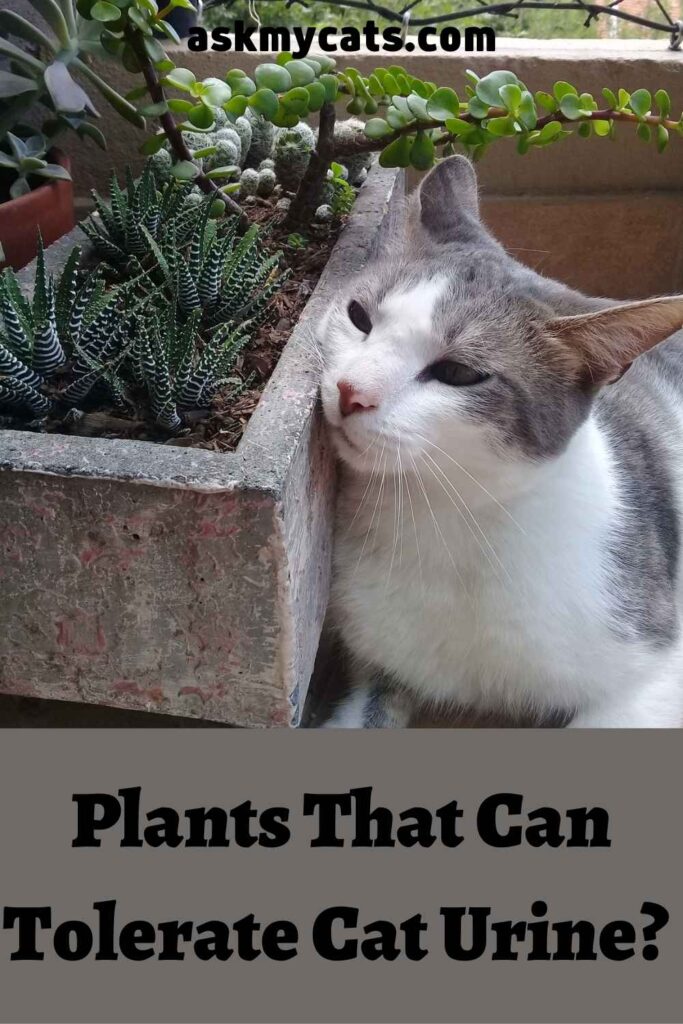 Plants That Can Tolerate Cat Urine? 